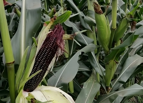 Purple Waxy Corn 5pcs