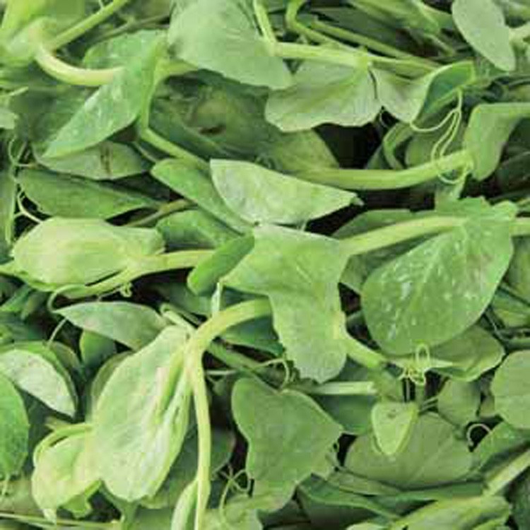Snow Pea Tip 1 lbs