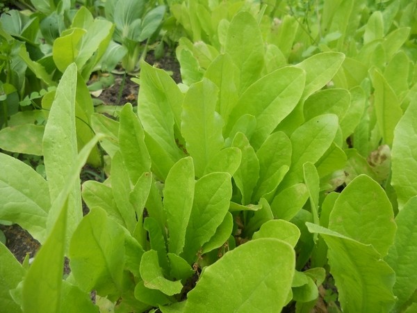 AA lettuce-Youmaicai 1.5 lbs