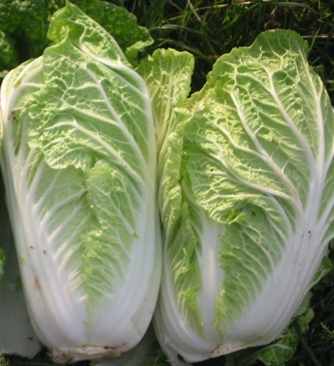 Chinese cabbage around 3.5-4 lbs