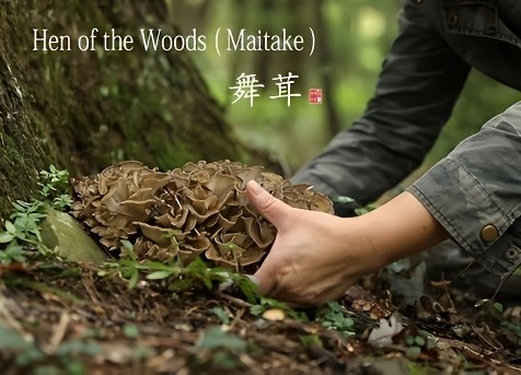 Organic Maitake Mushroom 8oz