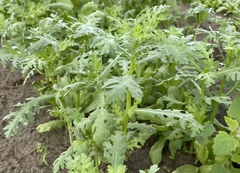 Chrysanthemum-Tonghao 1.5 lbs