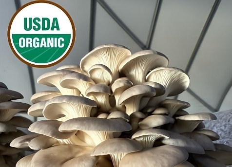 Oyster Mushroom 1 lb