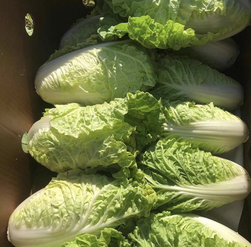 Baby Cabbage 2 lbs