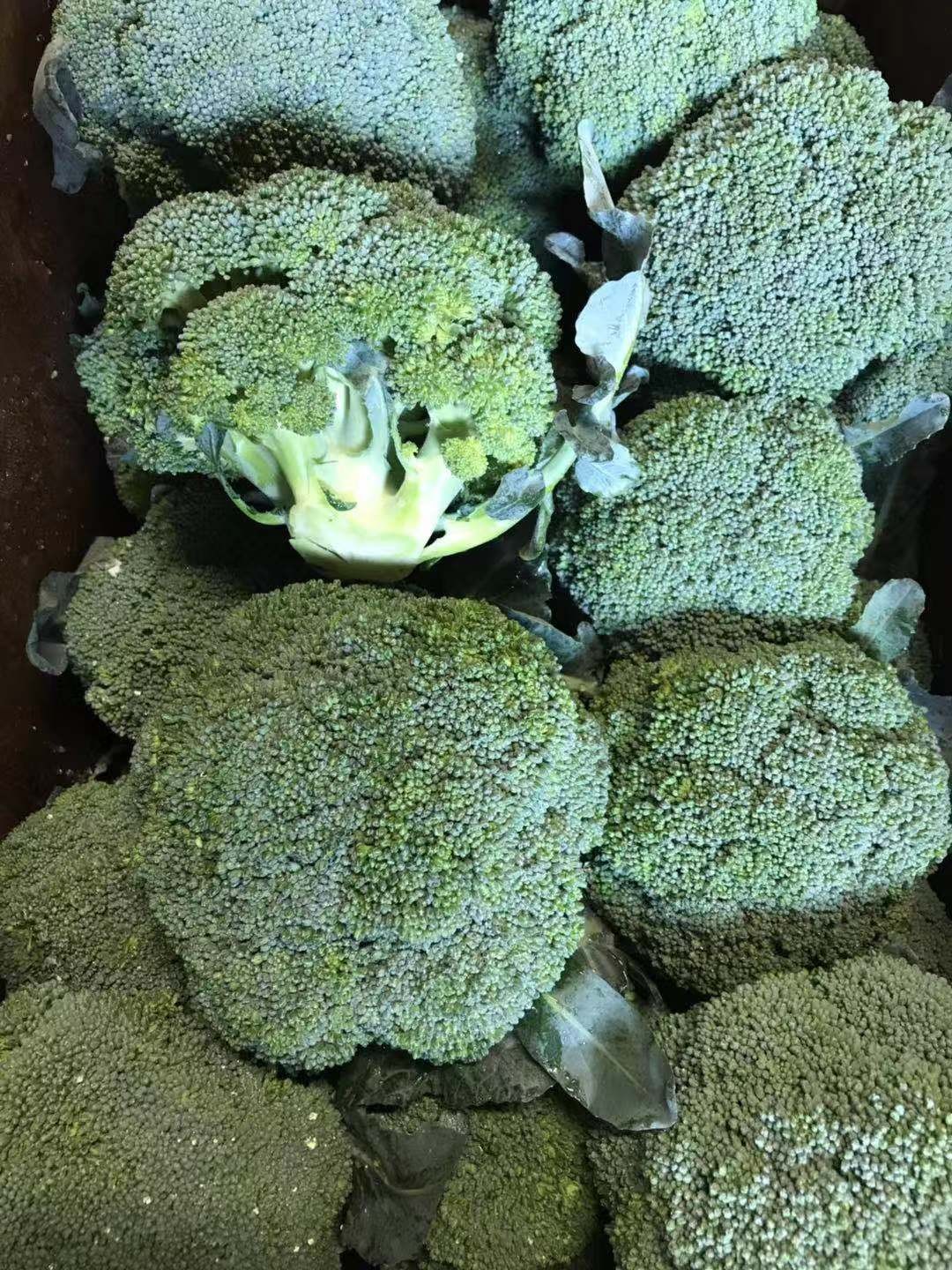 Broccoli 2 lbs