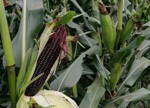 Purple Waxy Corn 5pcs