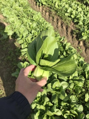 Baby Shanghai 1.5 lbs