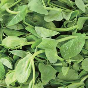 Snow Pea Tip 1 lbs