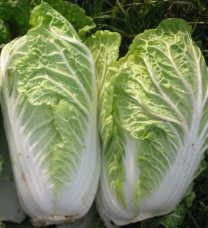 Chinese cabbage around 3.5-4 lbs