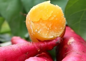 Chestnut Sweet Potato 3Ibs