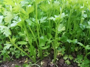 Chinese celery 1.5 lbs