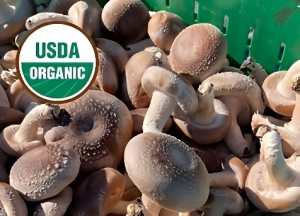 Shiitake mushroom 1 lb