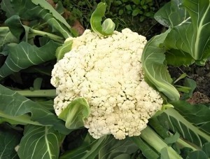 Chinese Cauliflower TangcaiHua 3 lbs