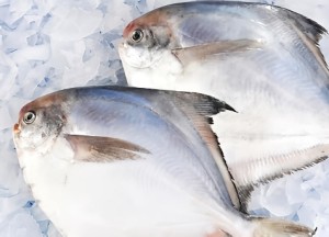 Silvery pomfret 2pcs