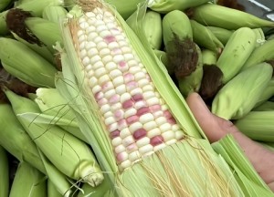 Fresh Sweet Corn 5 pcs