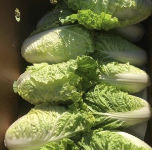 Baby Cabbage 2 lbs