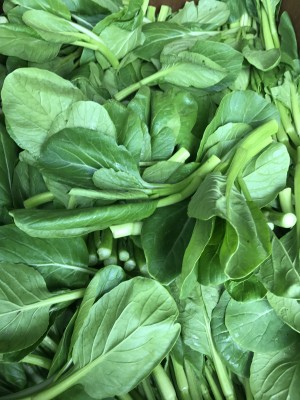 Baby YouChoy 1.5 lbs