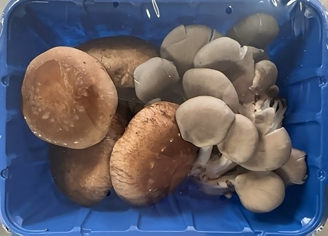 Mixed Orgainc shiitake Oyster mushroom 1Ib