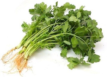 Cilantro 0.5Ibs