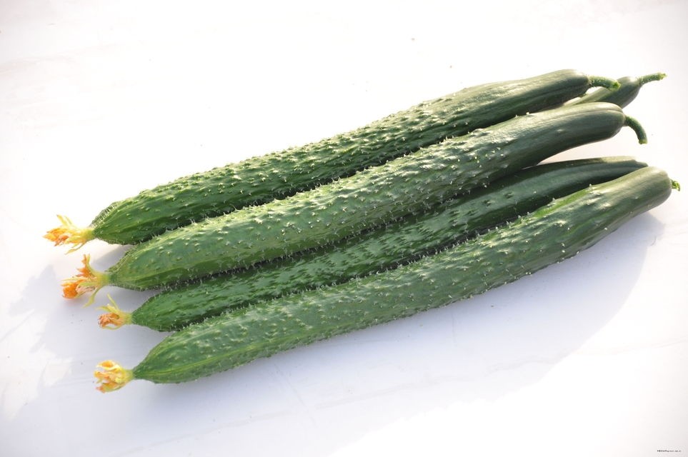 Cucumber Tianjin 1.8-2.2 Ibs