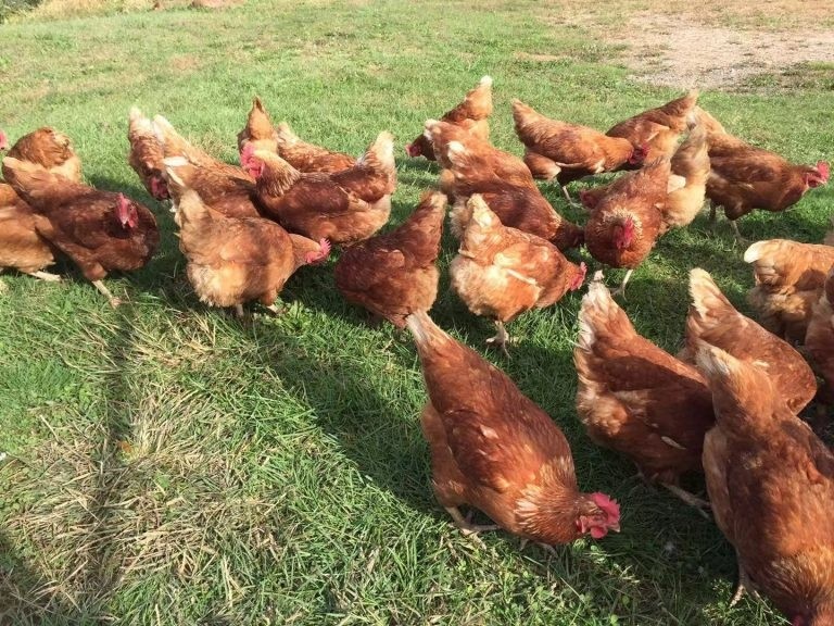 Morning Fresh San Huang Cage-free chicken