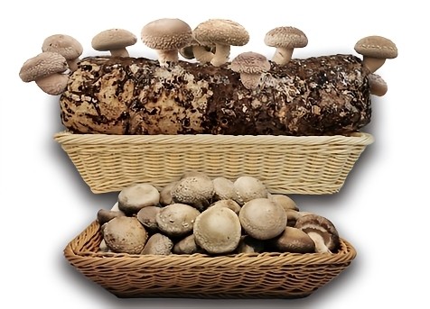 Organic Shiitake Mushroom log with Mushrooms 1pc