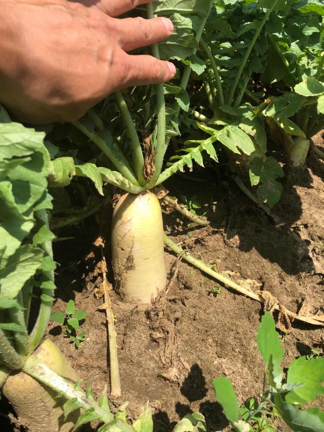 Daikon-Xiangyabai around 3.5-4.5 lbs