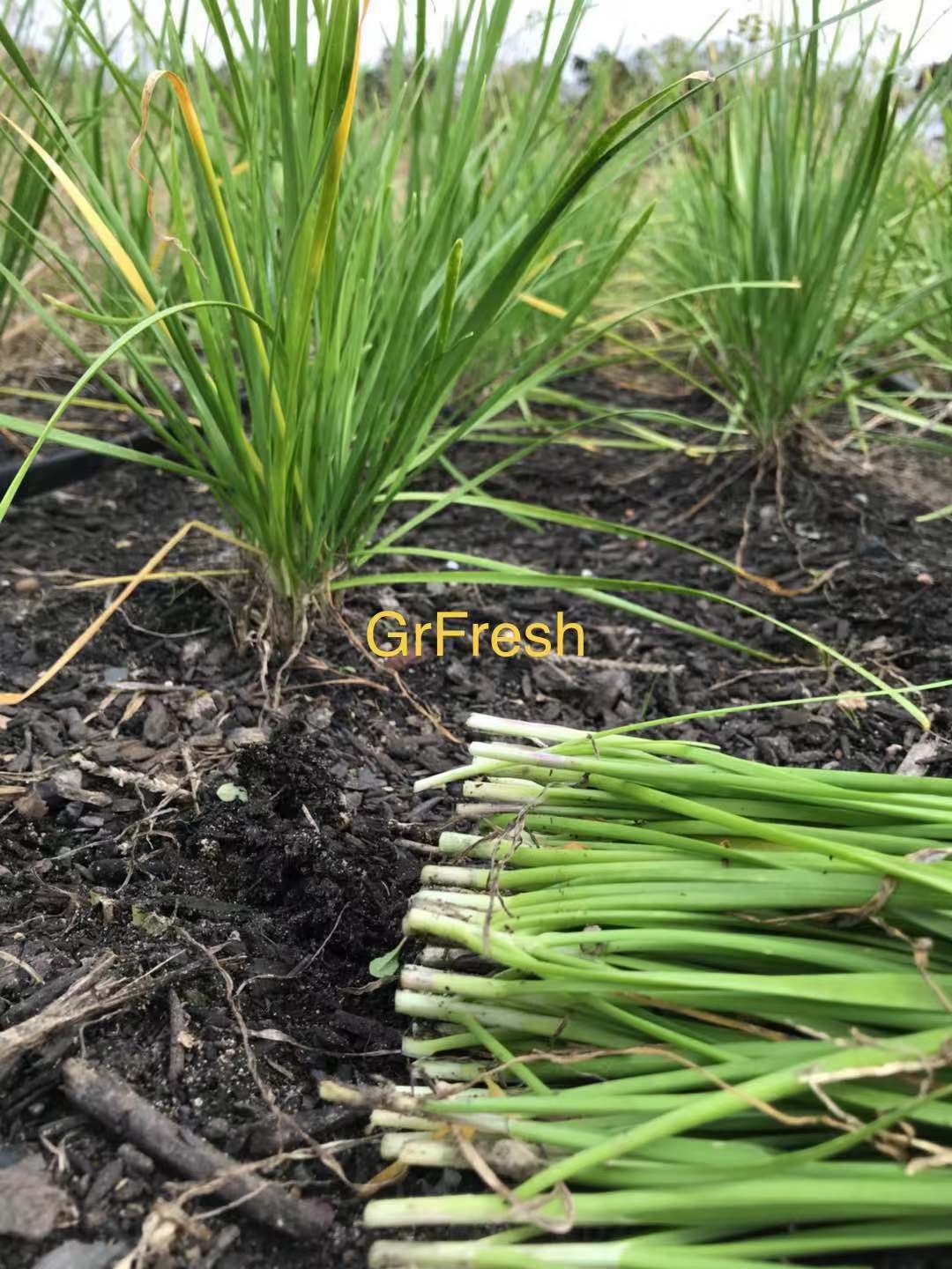 Freshcut Leek 1.5Ibs